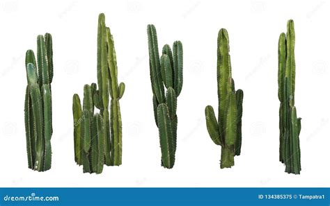 Set Of Cactus Real Plants Isolated On White Background Stock Image