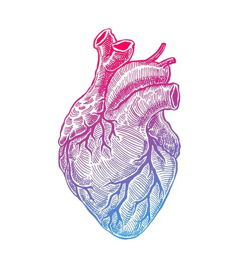 Premium Vector Realistic Human Heart Vintage Style Hand Drawn