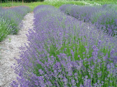 Lovegrass Farm Lavender Plants Are Ready For Sale Today