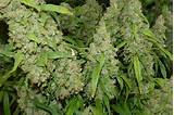 Marijuana Plants Ready To Harvest Pictures
