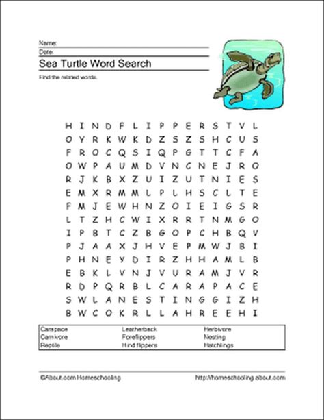 Sea Turtle Worksheet