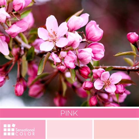 Pink Color Palette Sensational Color