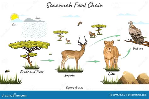 Simple Food Chain In Savannah Illustration Stock Vector Illustration