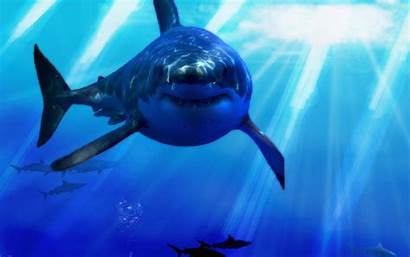 Shark Desktop Sharks Background Backgrounds Wallpapers Awesome
