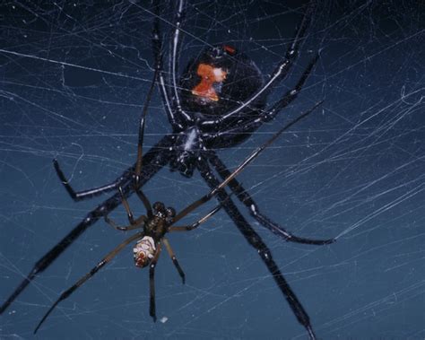 Black widow spiders are found across the u.s and canada, and in other temperate regions around the world. Is sex worth being eaten? The use of silk pheromones when ...