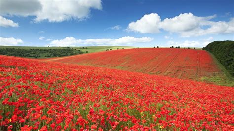 Remembrance Day Poppies Bing Wallpaper Download