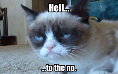 1000 Images About Grumpy Cat On Pinterest