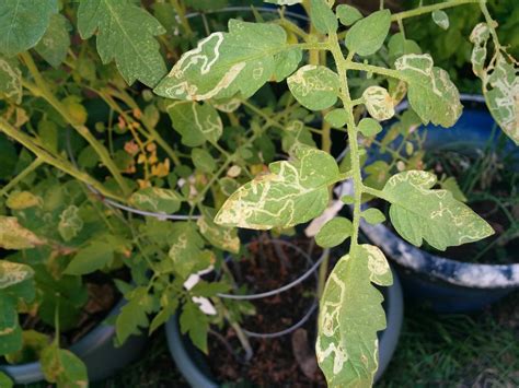 What Are These Lines On Tomato Leaves Plant Disease Leaves Cucumber
