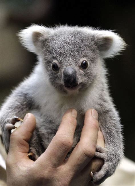 A Baby Koala Bear This Cute Funny Animals Animals And Pets Wild