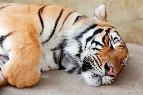 Save Tigers From Extinction Animal Sake