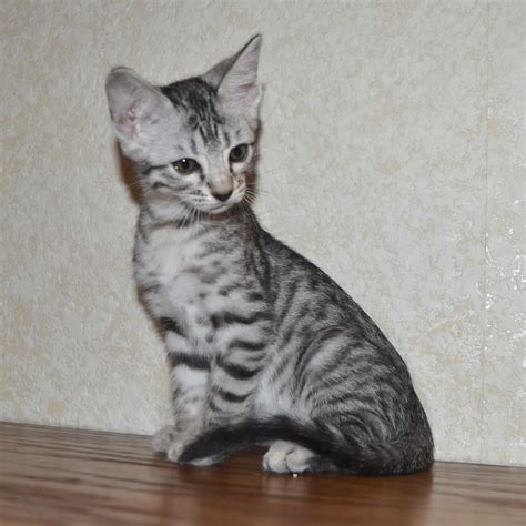 The savannah are a cross breed of the wild serval cat of africa and a domestic cat. F6 Savannah Kittens for Sale Amanukatz Savannah Cats Ohio ...