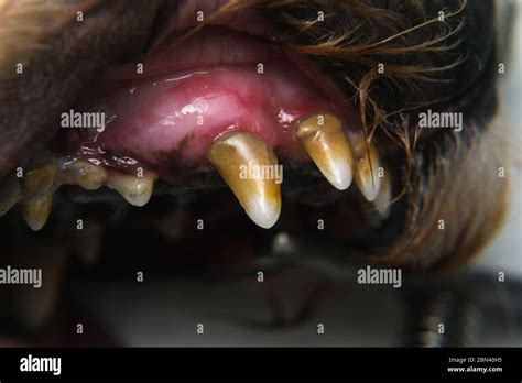 Dog With Gingivitis And Teeth With Tartar Stock Photo Alamy