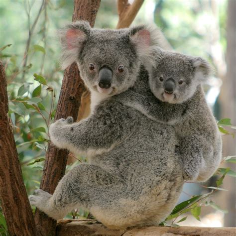 Lone Pine Koala Sanctuary Brisbane Ce Quil Faut Savoir