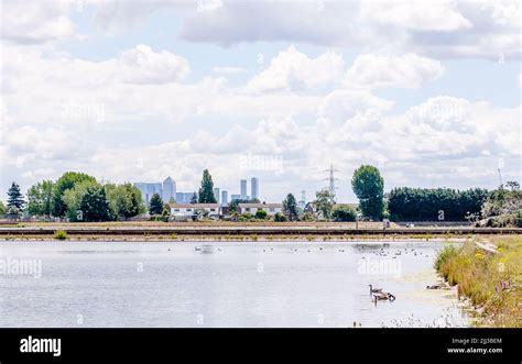 Geese In The Urban Walthamstow Wetlands London Stock Photo Alamy
