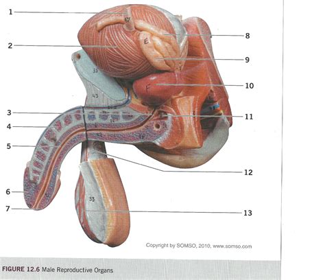 Male Reproductive Organs Diagram Quizlet