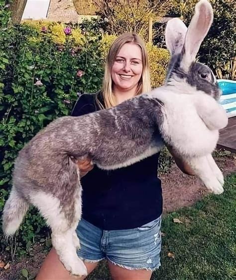 Flemish Giant Rabbit 🐰🐇 Considered To Be The Largest Breed Of The