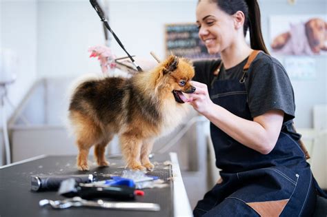 How Much To Tip A Dog Groomer In 2023 Tips From A Groomer Trusted