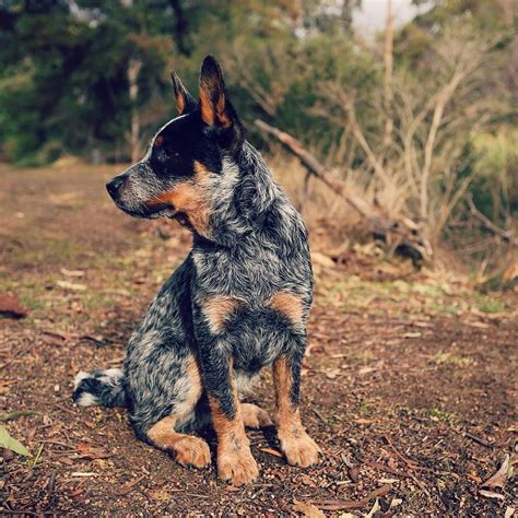 Instagram Blue Heeler Dogs Austrailian Cattle Dog Heeler Puppies