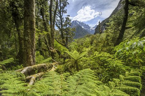 Lush Rainforest With Tree Ferns Cyatheales In The Fiordland National