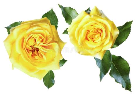 Yellow Roses Stock Illustration Illustration Of Green 57720506