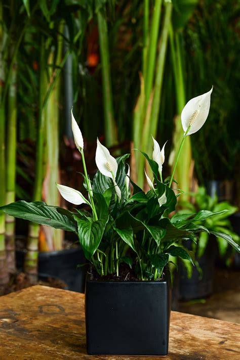 This compact variety showcases rich green leaves and botanical name: Spathiphyllum Plant For Cats - Peace Lily