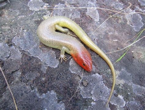 Gilberts Skink Facts And Pictures