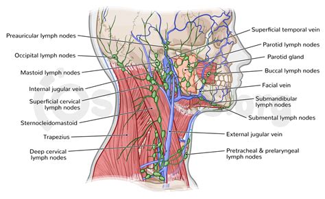Anatomy Of The Lymphatics Of The Neck Osmosis