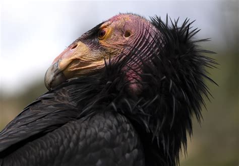 California Condors Confront Bird Flu In Flight From Extinction The
