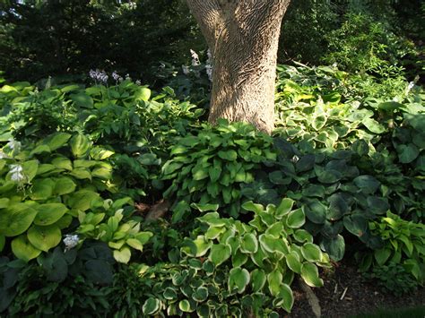 Flowers can offer quite the spectacle if properly planted and maintained. The Hamstra Garden in Lowell, Indiana. Hosta Heaven ...