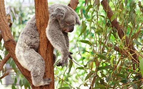 Koala Bear Wallpapers Hd Wallpaper Collections