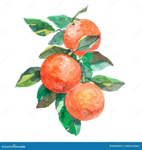 Watercolor Branch With Oranges Fruits Isolated Stock Illustration