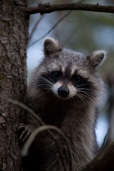 150 Best Woodland Raccoon Images On Pinterest Racoon