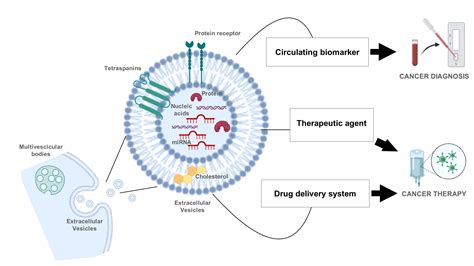 jcm free full text role of extracellular vesicles in