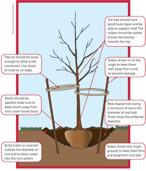 Mulberry Tree Planting Guide