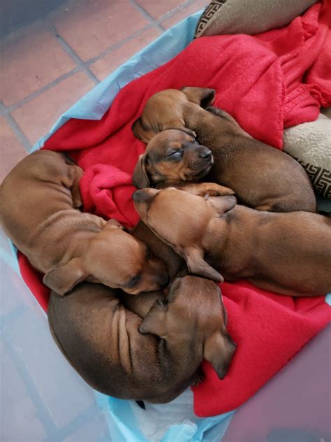 Dachshunds x pugs we have 5 adorable little pups for sale. Dachshund Puppies For Sale | Tallahassee metropolitan area ...