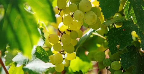 Stores and prices for 'weingartner brackenheim neipperger steingrube. Fruity summer wine: Riesling Kabinett - FreshMAGAZINE