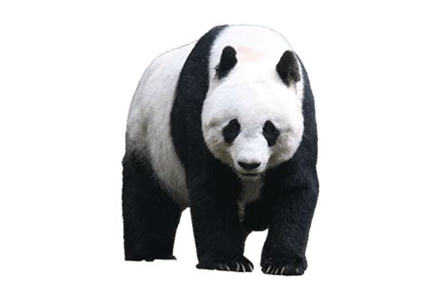 Panda De Frente Camina Png Imagenes Gratis 2024 Png Universe