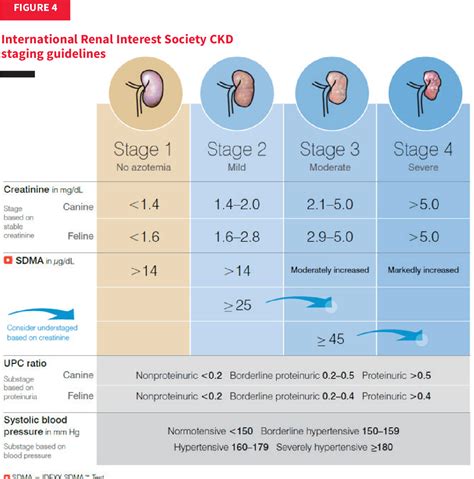 Figure 4 From A Practical Approach To Using The Iris Ckd Guidelines And