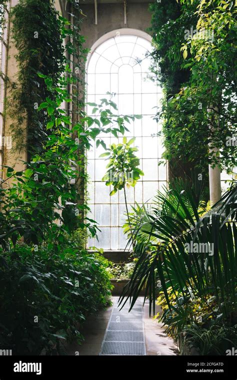 Green Plants Bushes Inside Old Greenhouse High Ceiling Arched Window Hi