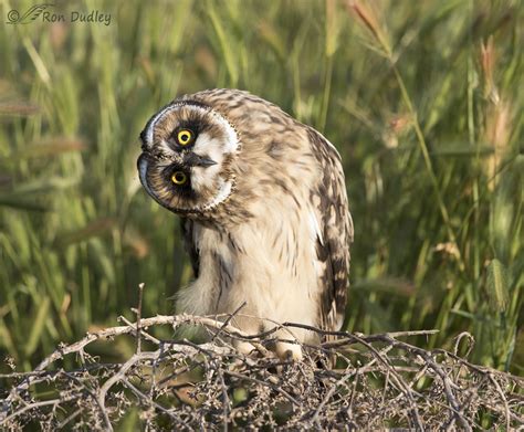 Fledgling Short Eared Owl Siblings Feathered Photography