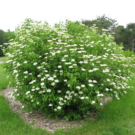 Viburnum Dentatum Arrowwood Viburnum Butterfly Gardens To Go