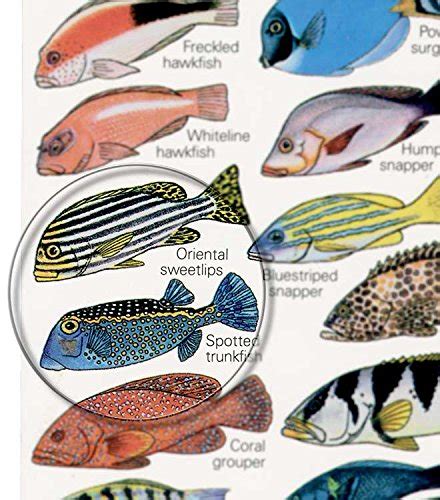Indian Ocean Fishwatchers Fish Guide For Maldives