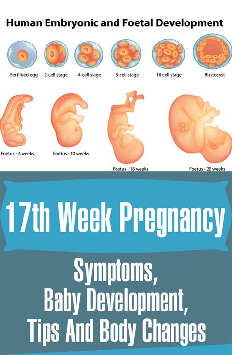17 Weeks Pregnant Symptoms Baby Development And Size Pregnancy Week