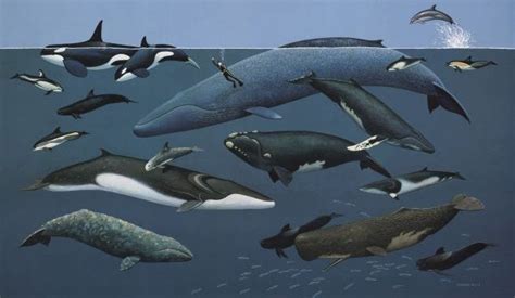 Cetaceans Animals Time