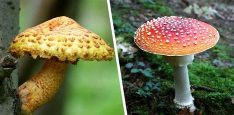 Qual é A Diferença Entre Cogumelos E Toadstools Dicas And Curiosidades