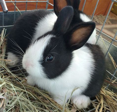 Collection 102 Pictures Pictures Of Wild Baby Rabbits Week 1 6 Updated