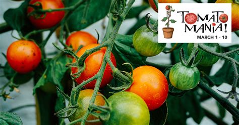 Tomatomania Tomato Talk 5 Key Tips To Creating A Successful Summer