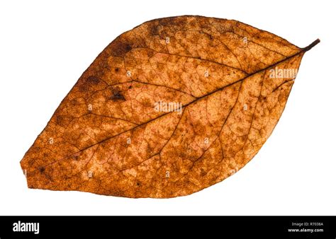 Broken Dried Leaf Of Poplar Tree Isolated Stock Photo Alamy