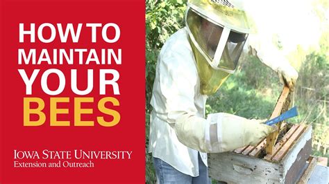 How To Maintain Your Bees Keeping Them Happy And Healthy Youtube