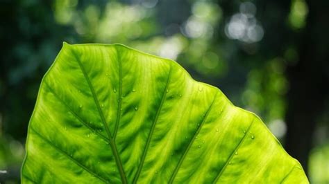 Big Green Leaf Wallpaper Nature Hd Wallpapers